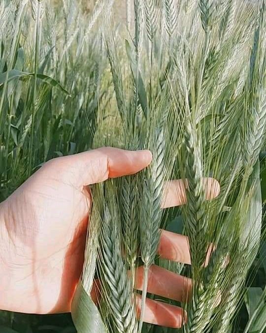 أنشطة محطة أبحاث كلية الزراعة